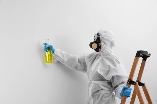 Best Basement Mold Removal  in Forest Glen, MD